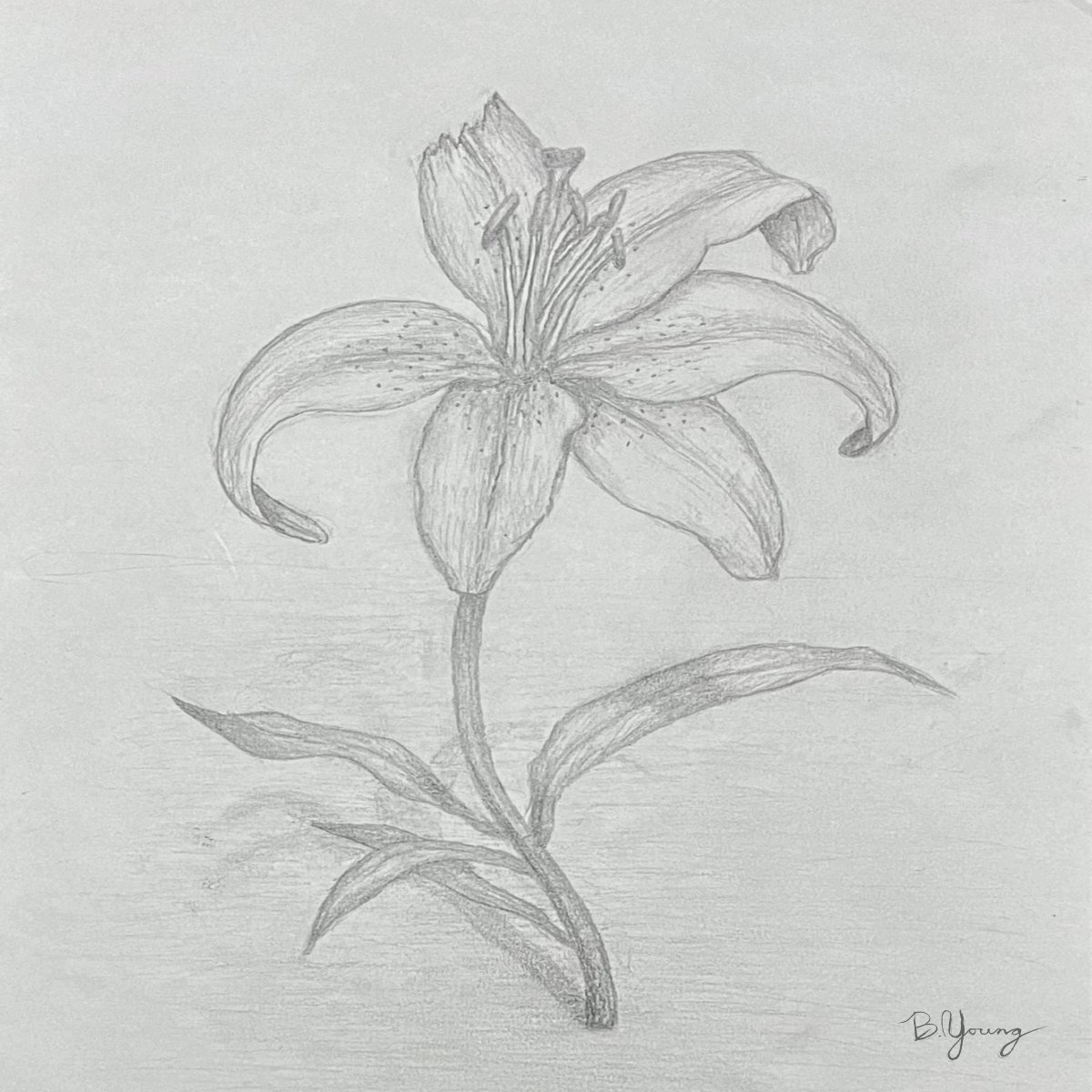 AJ's Lily | Artist Ben Young