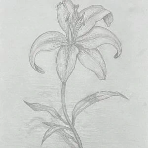 This pencil sketch portrays a delicately rendered lily with graceful petals and detailed stamen, exuding a sense of gentle elegance.