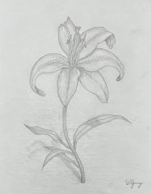 AJ's Lily (2023) by Ben Young This pencil sketch portrays a delicately rendered lily with graceful petals and detailed stamen, exuding a sense of gentle elegance.