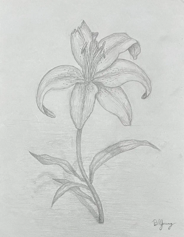This pencil sketch portrays a delicately rendered lily with graceful petals and detailed stamen, exuding a sense of gentle elegance.
