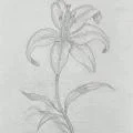 AJ's Lily