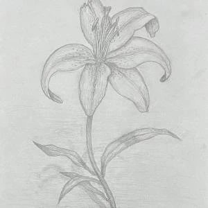 AJ's Lily (2023) by Ben Young This pencil sketch portrays a delicately rendered lily with graceful petals and detailed stamen, exuding a sense of gentle elegance.