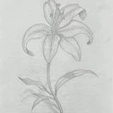 This pencil sketch by Ben Young portrays a delicately rendered lily with graceful petals and detailed stamen, exuding a sense of gentle elegance.