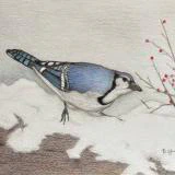 This is a detailed colored pencil drawing by Ben Young of a vivid blue jay perched on a snowy mound eating berries.