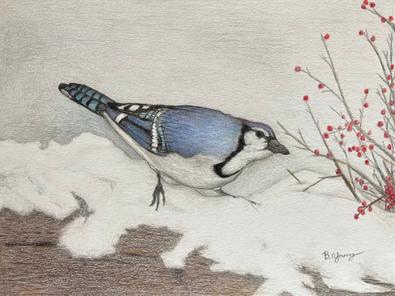 This is a detailed colored pencil drawing by Ben Young of a vivid blue jay perched on a snowy mound eating berries.