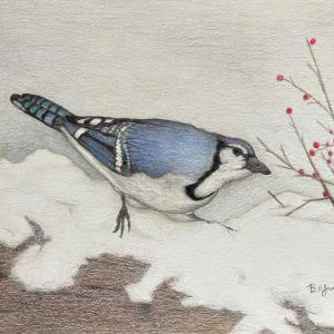 Blue Jay (2024) by Ben Young This is a detailed colored pencil drawing by Ben Young of a vivid blue jay perched on a snowy mound eating berries.