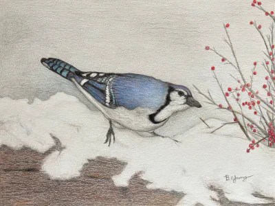 Blue Jay (2024) by Ben Young This is a detailed colored pencil drawing by Ben Young of a vivid blue jay perched on a snowy mound eating berries.