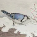 Blue Jay