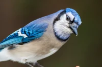 Photo of a Male Blue Jay
