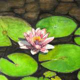 This watercolor painting depicts a serene pond with vibrant green lily pads and a delicate pink water lily blooming at the center.