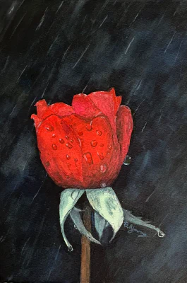Lonely Rose in the Night's Rain (2024) by Ben Young A vibrant red rose glistens with dewdrops against a dark, atmospheric background, creating a striking contrast and a sense of delicate elegance in this watercolor painting.