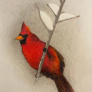 Northern Cardinal (2024) by Ben Young This is a detailed colored pencil drawing by Ben Young of a vivid red cardinal perched on a snowy branch.