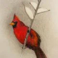 Northern Cardinal