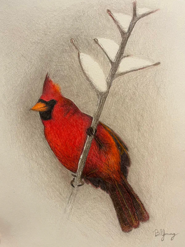 This is a detailed colored pencil drawing by Ben Young of a vivid red cardinal perched on a snowy branch.