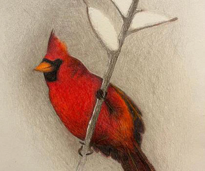 This is a detailed colored pencil drawing by Ben Young of a vivid red cardinal perched on a snowy branch.