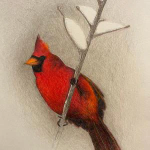 This is a detailed colored pencil drawing by Ben Young of a vivid red cardinal perched on a snowy branch.