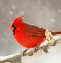 Photo of a Northern Male Red Cardinal