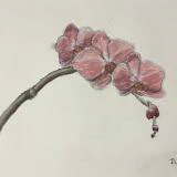 This painting by Ben Young is a close up watercolor painting of a pink orchid flower.