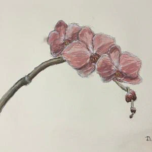 This painting by Ben Young is a close up watercolor painting of a pink orchid flower.