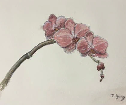 This painting by Ben Young is a close up watercolor painting of a pink orchid flower.