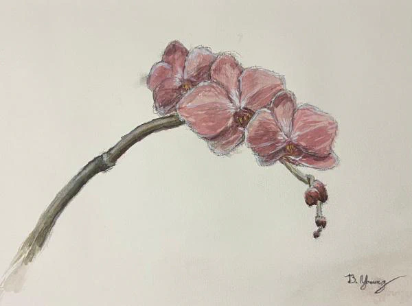 This painting by Ben Young is a close up watercolor painting of a pink orchid flower.