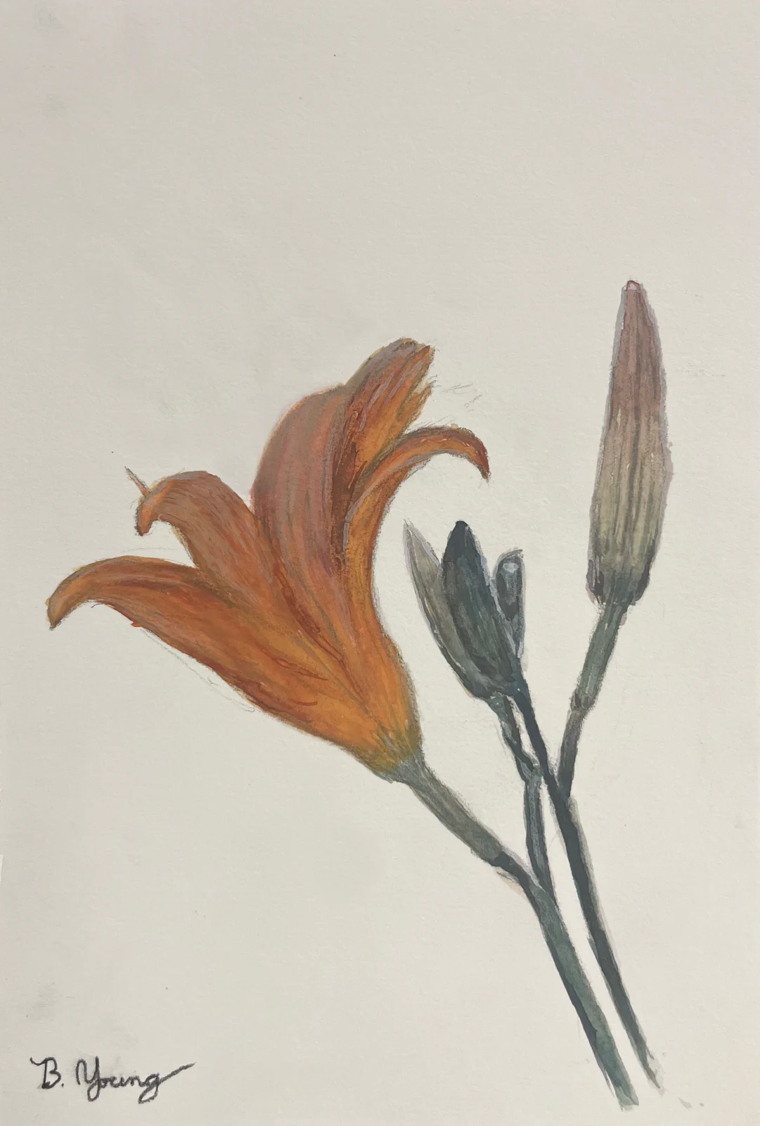 This painting by Ben Young is a close up watercolor painting of tawny lily.