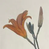 This painting by Ben Young is a close up watercolor painting of tawny lily.