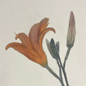 This painting by Ben Young is a close up watercolor painting of tawny lily.