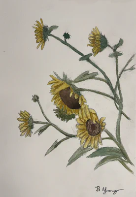 Todd's Sunflowers (2024) by Ben Young This painting by Ben Young is a close up watercolor painting of sunflowers.