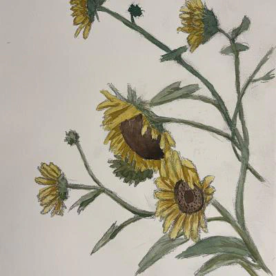 Todd's Sunflowers