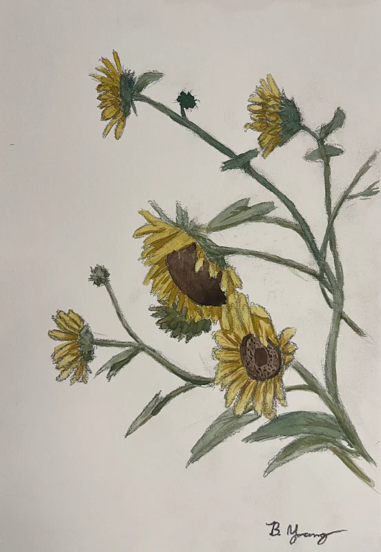 This painting by Ben Young is a close up watercolor painting of sunflowers.