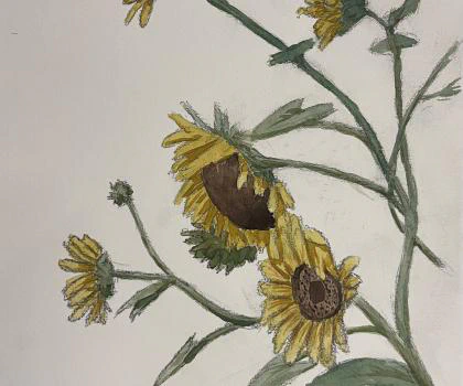 This painting by Ben Young is a close up watercolor painting of sunflowers.