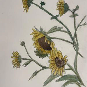 This painting by Ben Young is a close up watercolor painting of sunflowers.