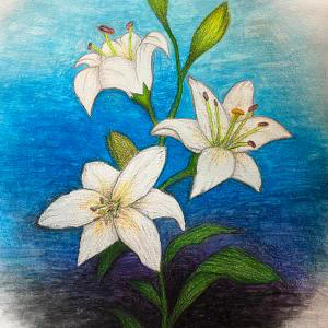 Tomb Flowers is a watercolor pencil drawing, with a brushed and washed colorful background, of white lilies.