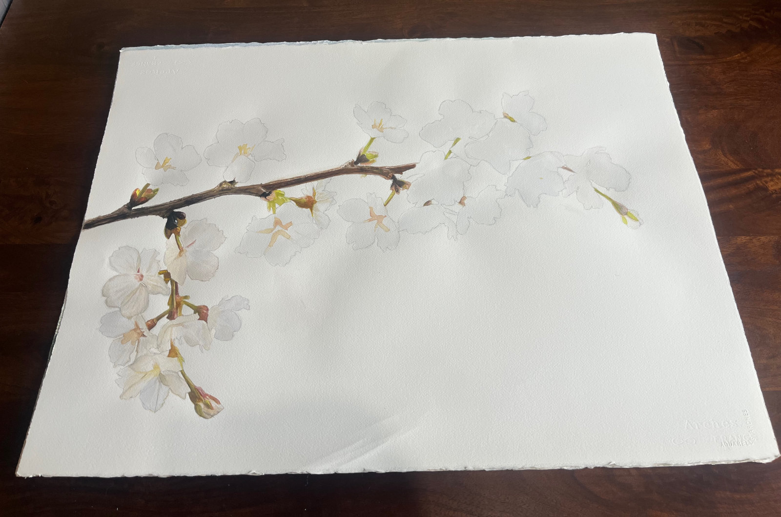 Incomplete Cherry Blossom Watercolor Painting