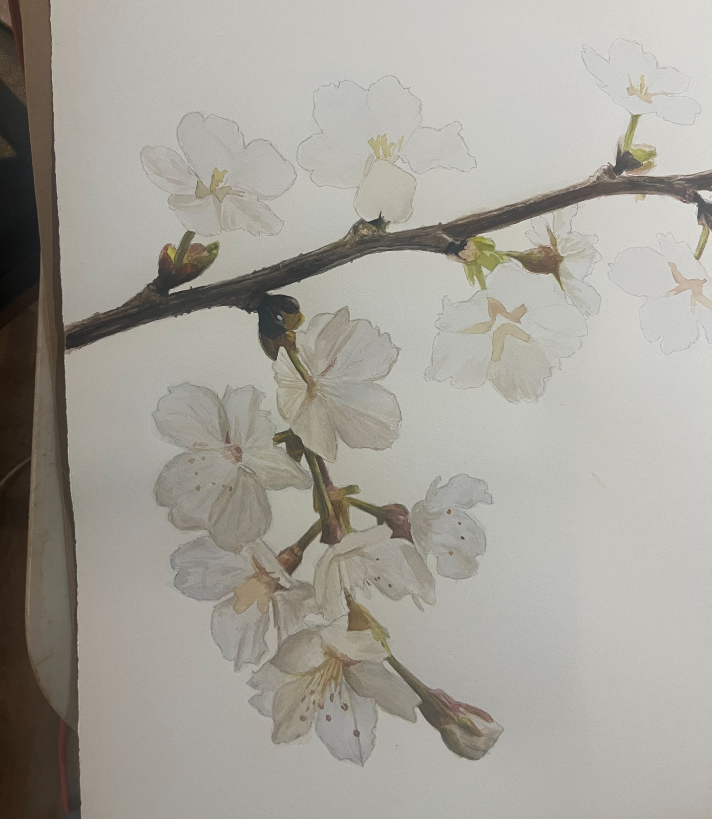 Cherry Blossoms Watercolor